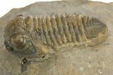Detailed Proetid (Gerastos) Trilobite Fossil - Morocco #325832-2